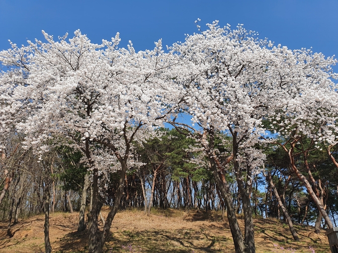 파주 장릉. (사진=궁능유적본부 제공)