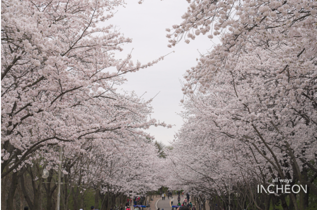 인천대공원 벚꽃길 전경. ( 사진 = 인천시 제공 )