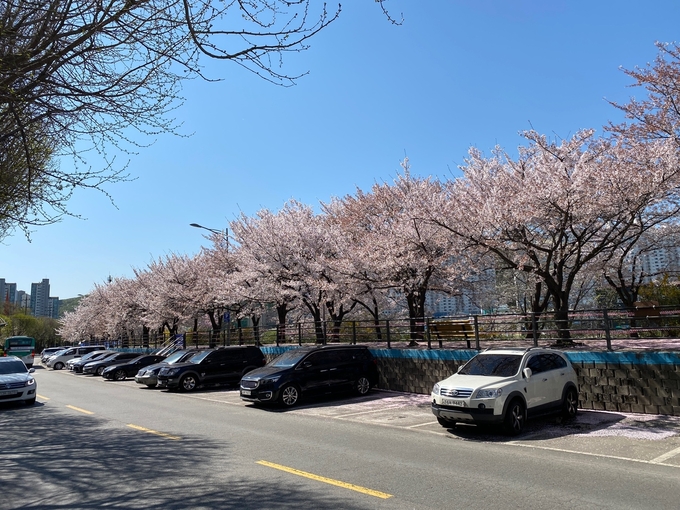 얀양시 충훈부 벗꽃 전경.(사진=안양시 제공)