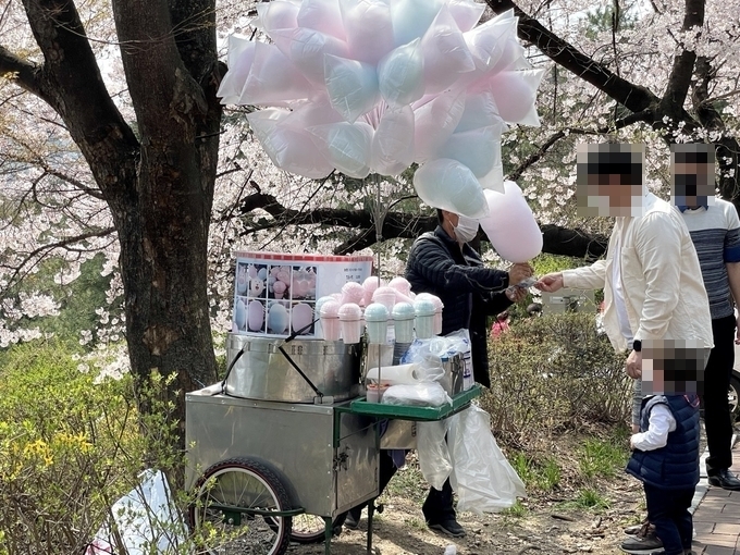 경기도청 벚꽃길에서 한 가족이 솜사탕을 구매하고 있다. (사진=강현수 수습기자)