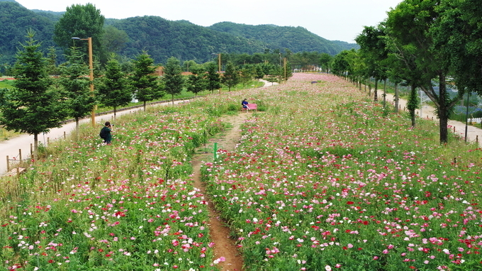 가평 자라섬 남도. (사진=가평군 농업기술센터 제공)