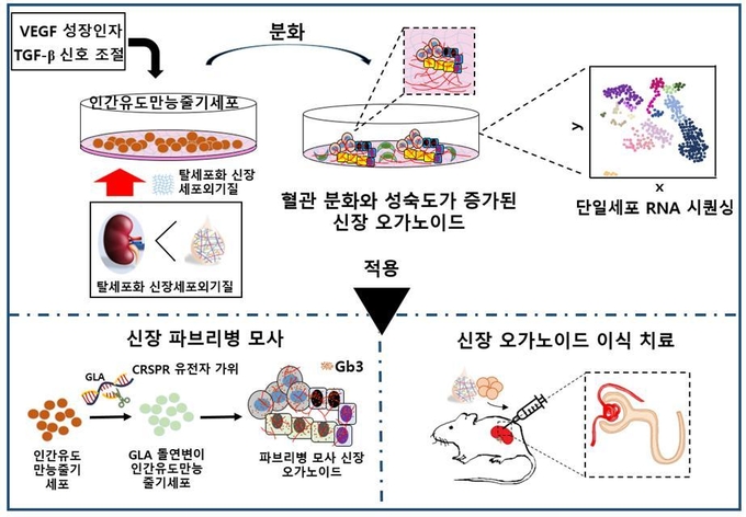 신장오가노이드 고도분화 과정 및 적용. (사진=성빈센트병원 제공)