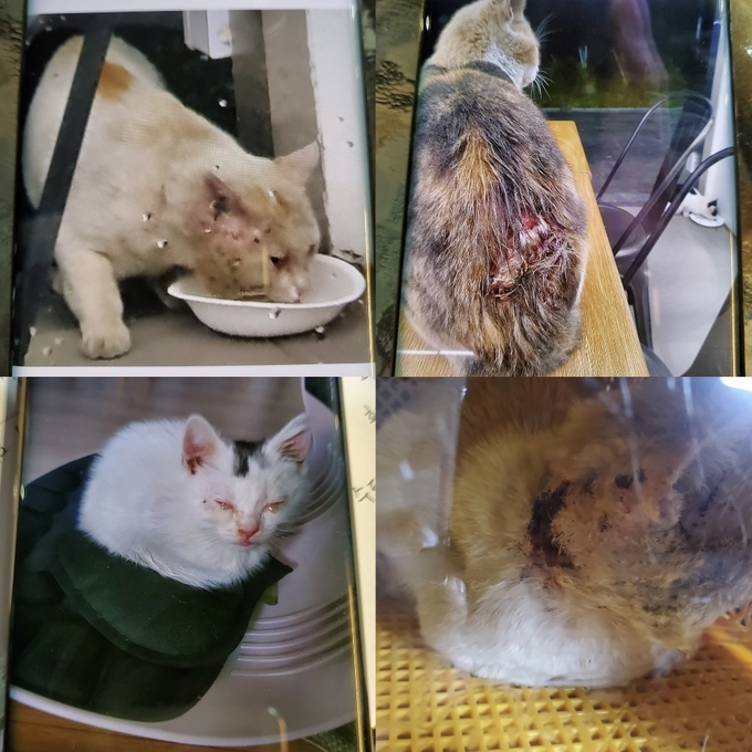 A씨에게 학대를 당해 전국길고양이보호단체연합 등 단체에 구조됐다는 고양이들. (사진=전길연 제공)