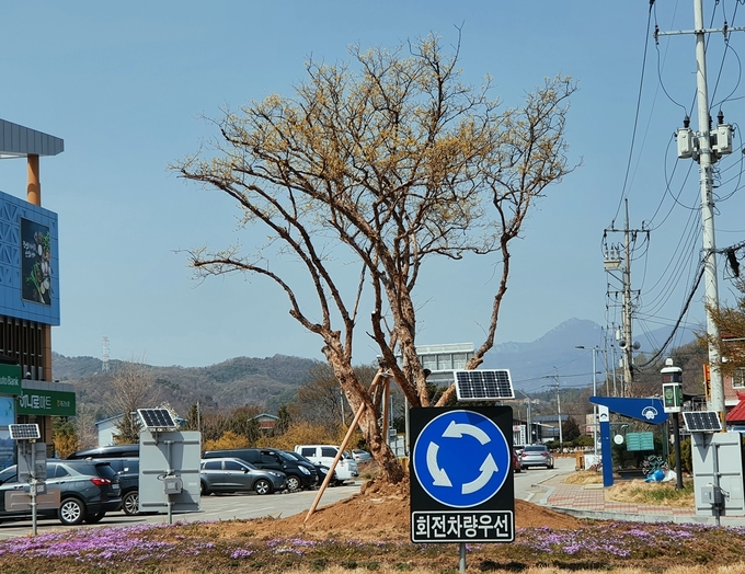 양평군 개군면에 지난 10일 면소재 중심인 하자포리 회전교차로에 수령 100년 이상 된 고령의 산수유 영목을 식재했다. (사진=양평군 개군면 행정복지센터 제공)