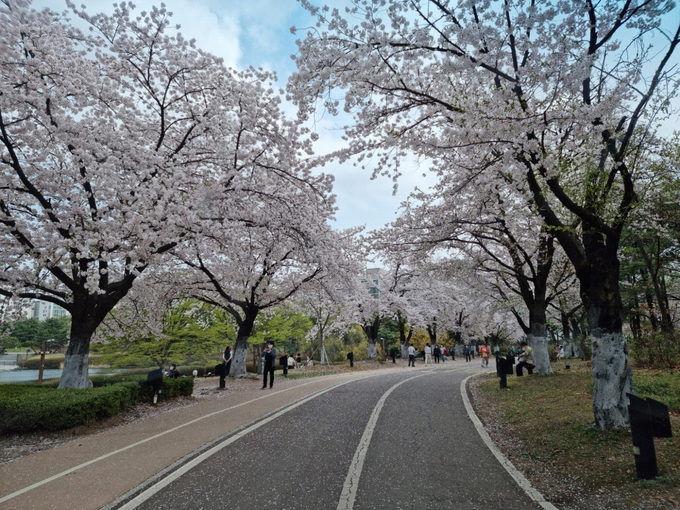 일산호수공원 내 벚꽃 길 전경.(사진=고양시 제공)