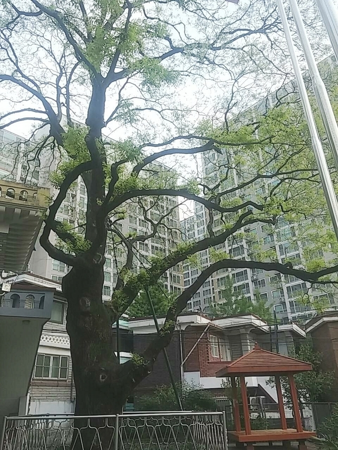 하대원동 호야나무. (사진=성남학연구소 제공)