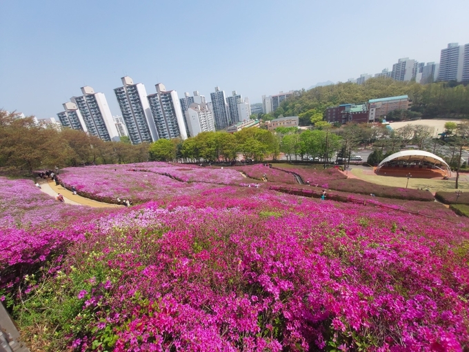 화사한 자태를 뽐내고 있는 군포 철쭉동산의 철쭉.(사진=군포시 제공)