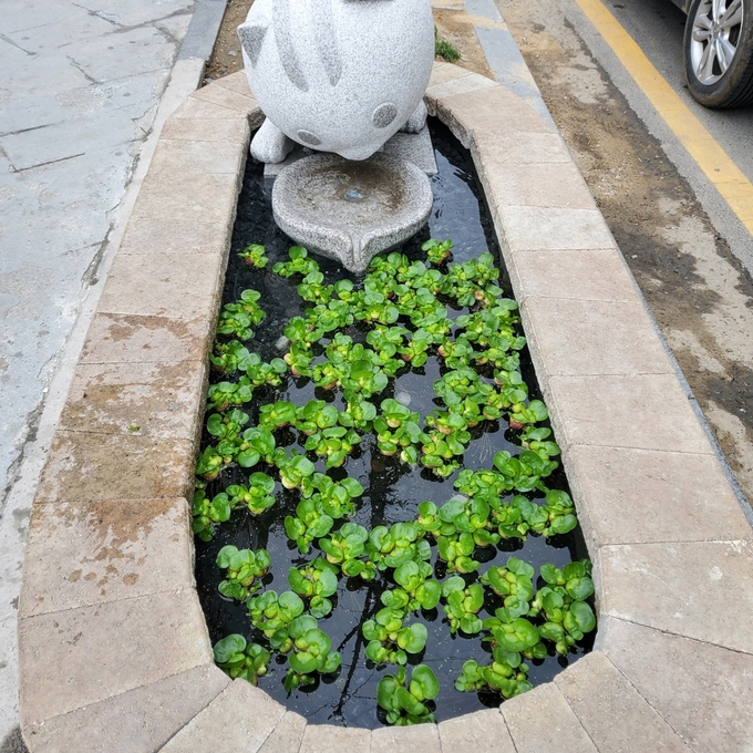 고양이 옹달샘.(사진=고양시 제공)