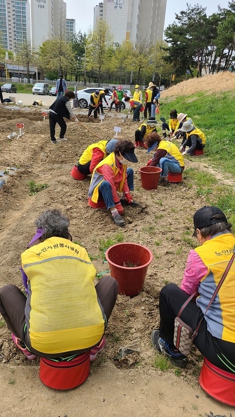 금촌2동 실버경찰대원들이 ‘온(溫)동네 고구마 나눔’사업을 위한 밭정리를 하고 있다.(사진=파주시 제공)