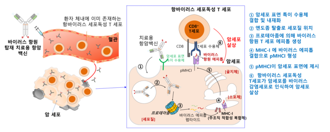바이러스 항원을 탑재한 치료용 항암 백신이 암세포 표면에 결합, 바이러스 감염세포로 인식됨으로써 암세포를 살상하는 작동 원리. (사진=아주대학교 제공)