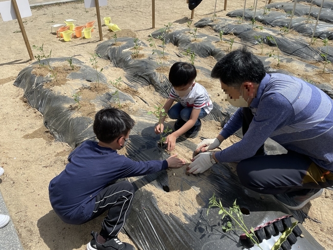 신천초는 5월 12일까지 환경생태체험학습장에서 전교생을 대상으로 텃밭 교육을 실시한다. (사진=신천초 제공)