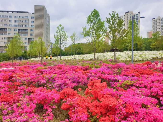 봄꽃이 만개한 구월아시아드공원. ( 사진 = 남동구 제공 )