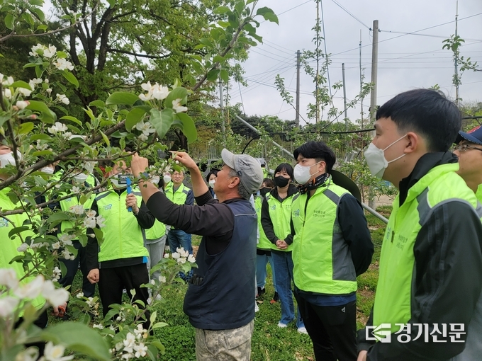 박면교 참살이농원 대표가 사과꽃 적화 작업 시범을 보이고 있다. (사진=농협중앙회 포천시지부 제공)