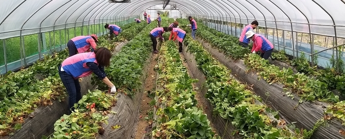 남양주시농업기술센터는 코로나19 장기화 여파로 외국인 노동자가 급감하자 농촌 일손 부족 해결을 위해 농촌일손돕기를 위한 지원창구를 운영한다.(사진=남양주시 제공)