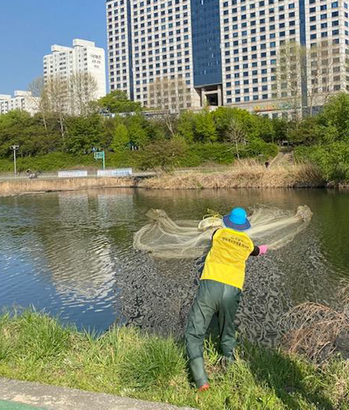 큰입 배스 치어와 성어 포획하려고 탄천에서 투망 던지는 중이다. (사진=성남시 제공)