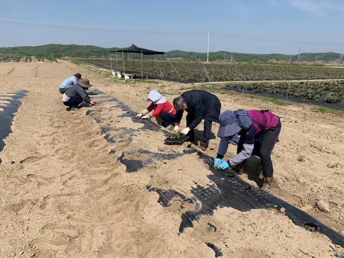 한방약초봉사단이 평화농장 약용작물을 식재하고 있다.(사진=파주시 제공)