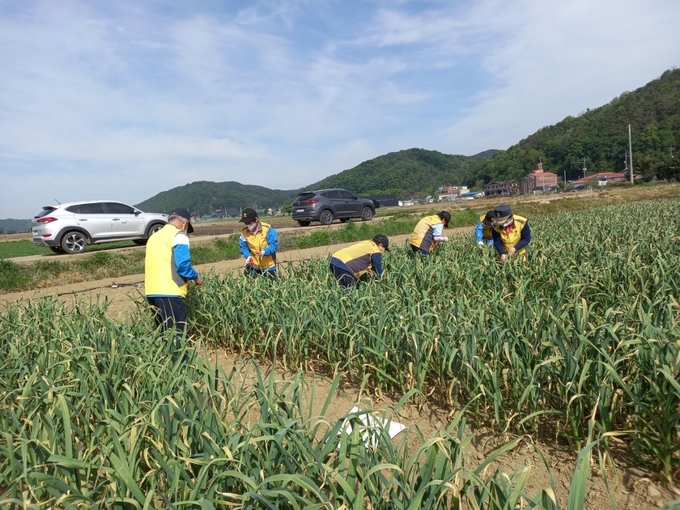 적성면 실버경찰대원들이 농촌일손돕기 봉사활동을 실시하고 있다.(사진=파주시 제공)
