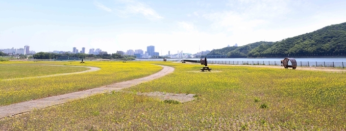 기흥호수정원 약 2만7000㎡에 파종한 유채꽃이 만개해 기흥호수를 노랗게 물들였다.(사진=용인시 제공)