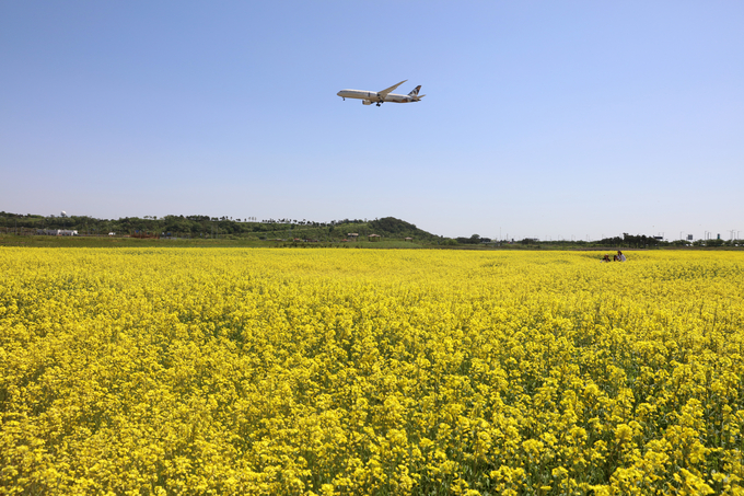 인천공항 인근 하늘공원 유채꽃밭 위 상공에 이륙한 항공기가 날아가고 있다. ( 사진 = 인천공항공사 제공 )