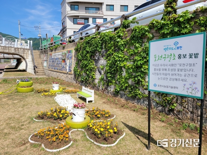 '포천구절초' 홍보를 위해 마련된 꽃밭. (사진=포천시 제공)