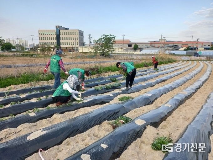 포천시 선단동 새마을부녀협의회(회장 노순자) 회원들이 고구마를 심고 있다. (사진=포천시 제공)