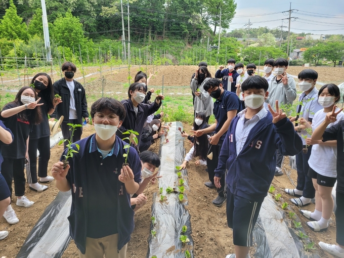 와부고는 해마다 배추와 무를 직접 키우고 수확하여 학생, 교직원, 학부모가 함께 지역사회에 나눔을 실천하고 있다.(사진=구리남양주교육지원청 제공)