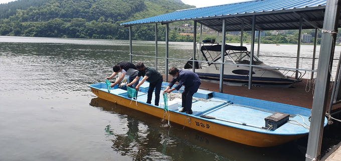 양평군 농업기술센터(서장 김삼현)는 지난 25일 관내 내수면 수산자원을 조성하고 어업인 소득증대 도모를 위해 참게 치어 8만 7000마리를 남한강에 방류하는 행사를 개최했다. (사진=양평군 제공)