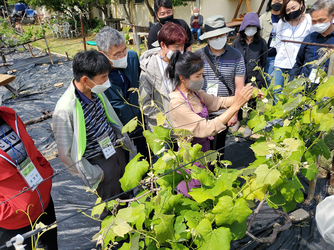 신규농업인교육(포도나무순지르기). (사진=경기도농업기술원 제공)