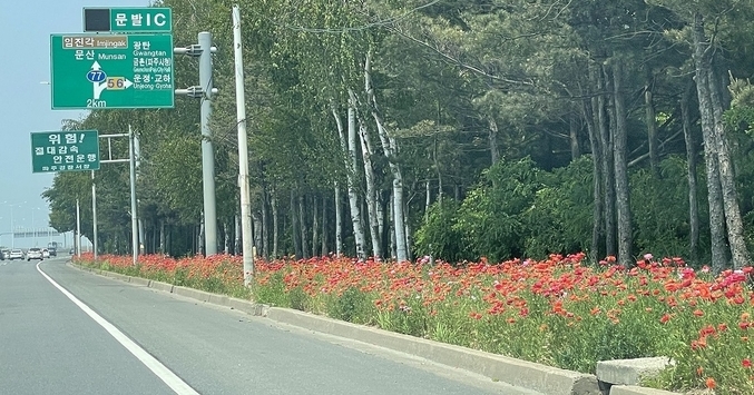 파주시 자유로를 붉게 물들인 꽃양비귀.(사진=파주시 제공)