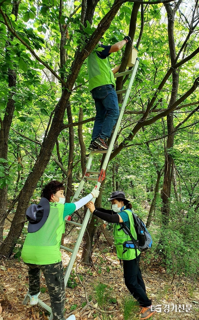 자연보호 포천시협의회 회원들이 숲 속 나무에 새집을 달고 있다. (사진=포천시 제공)