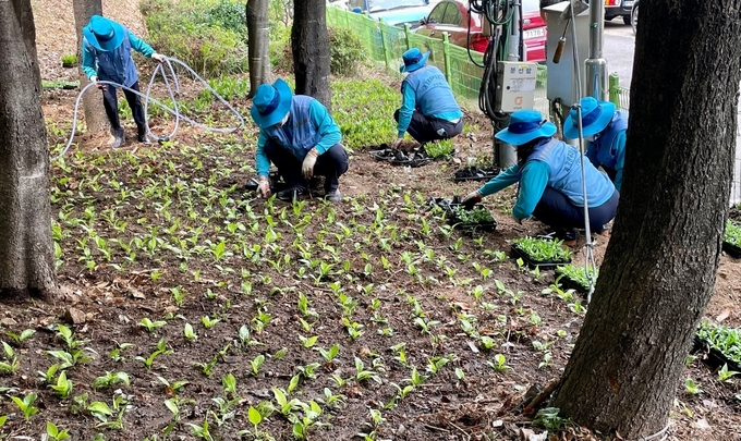 군포1동 경기행복마을관리소 지킴이들이 쓰레기 무단투기 지역에 식재작업을 하고 있다.(사진=군포시 군포1동 경기행복마을관리소 제공)