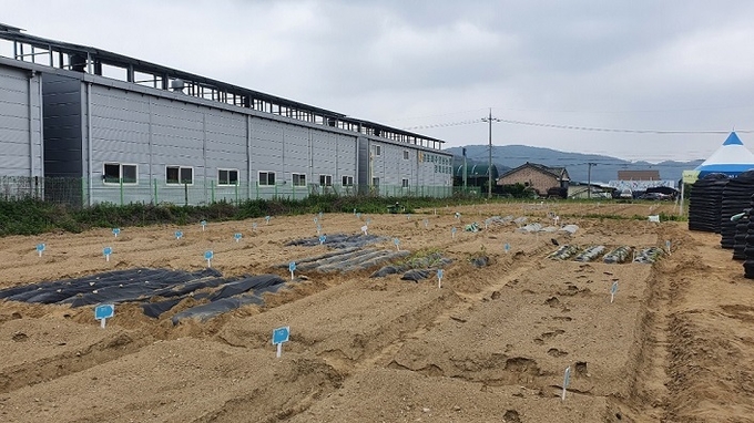 파주시가 조성한 치유텃밭(사진=파주시 제공)