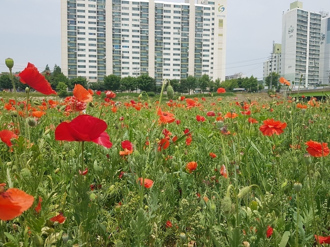 파주시 조리읍 산들바람길에 주민들의 노력으로 양귀비꽃이 만개해 있다.(사진=파주시 제공)