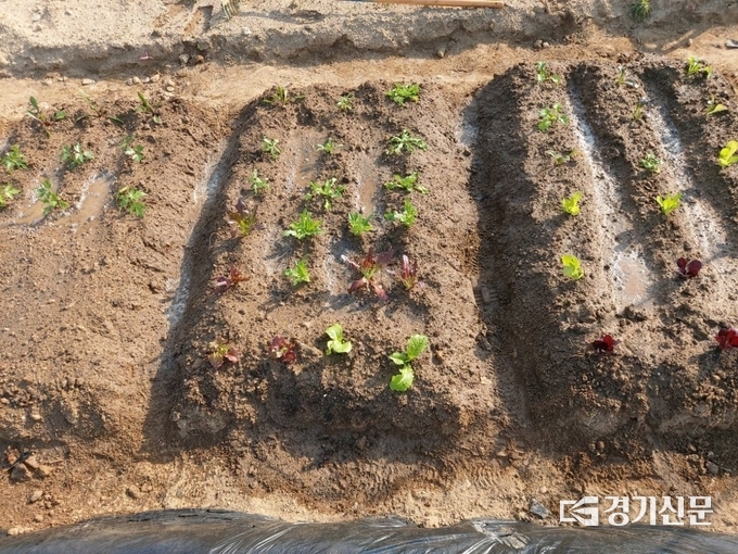 주말농장에 상추류가 식재돼 있다. (사진=김대성 기자)