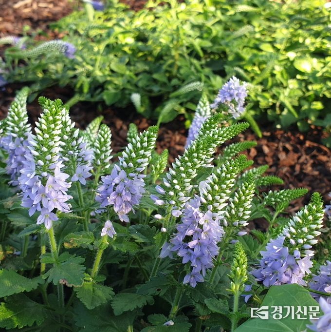 부산꼬리풀. (사진=국립수목원 제공)