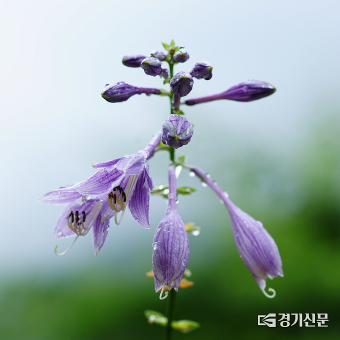 한라비비추. (사진=국립수목원 제공)