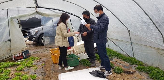 비트 생산농가 현장컨설팅. (사진=경기도농업기술원 제공)