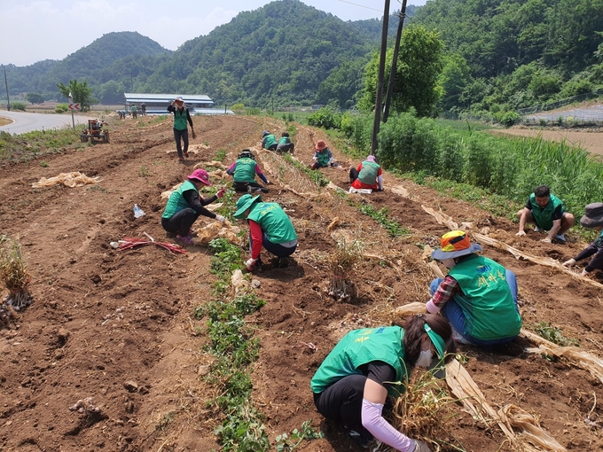 부녀회원들이 마늘수확에 여념이 없다. (사진=성남시새마을회 제공)