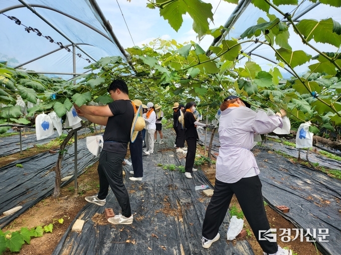 경기도청년봉사단 회원들이 포도봉지 씌우기 작업을 하고 있다. (사진=포천시자원봉사센터 제공)