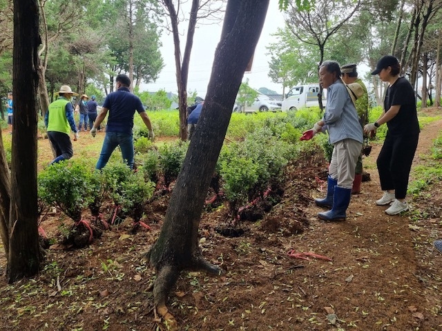 파주시 운정3동 행복마을관리소·사회단체 합동 식목행사 모습(사진=파주시 제공)