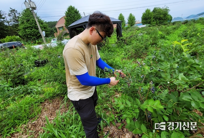블루베리 수확 작업을 하는 포천도시공사 직원. (사진=포천도시공사 제공)