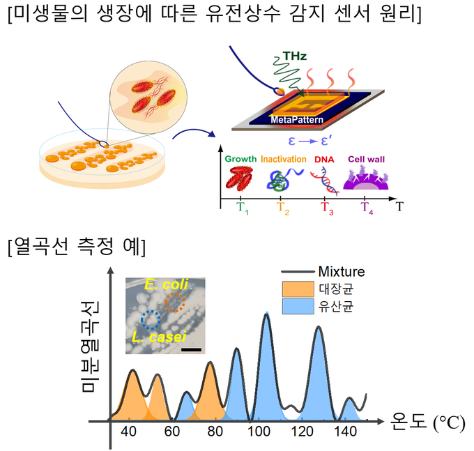 아주대 안영환 교수 연구팀이 테라헤르츠파(THz)를 활용해 미생물을 판별하는 새로운 감별법을 개발했다. (자료=아주대학교 제공)