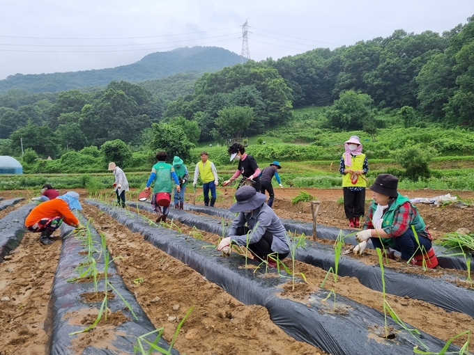 양평군 양서면 지역사회보장협의체(민간위원장 최대석, 이하 협의체)와 새마을협의회(협의회장 박웅. 김양금)에사는 지난 11일 어려운 이웃돕기 성금 마렴을 위한 사업으로 옥수수 모종을 식재했다. (사진=양평군 양서면행정복지센터 제공)<br>