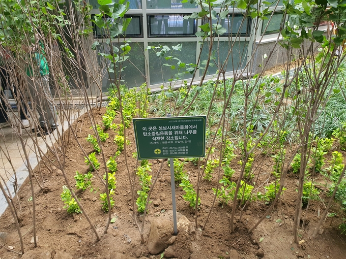 중원구 성남동에 성남시새마을회가 식재한 나무. (사진=성남시새마을회 제공)