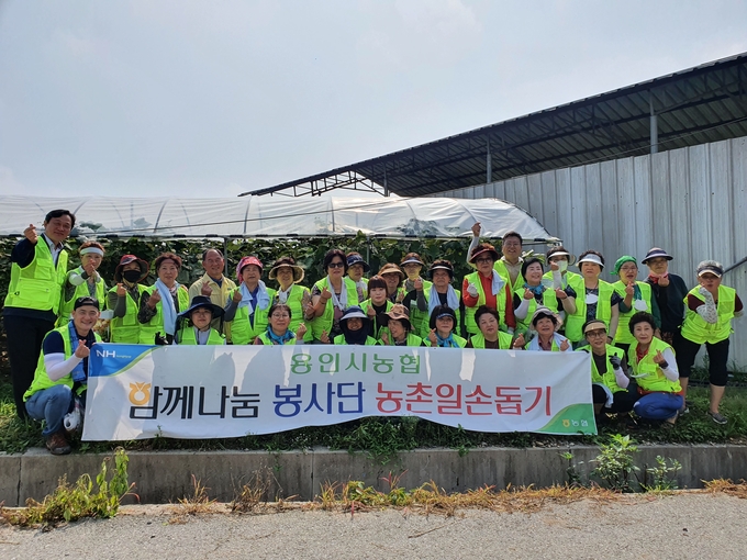 NH농협 용인시지부는 백암농협(조합장 윤기현), (사)고향주부모임 용인시지부(회장 고옥자) 나눔봉사단과 함께 26일 처인구 백암면 포도농가를 찾아 포도봉지 씌우기 봉사활동을 실시했다.(사진=NH농협 용인시지부 제공)