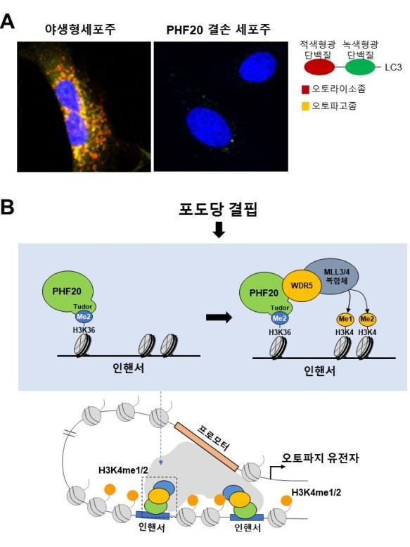 포도당 결핍에 의한 세포 자가포식(오토파지, Autophagy) 유도 과정에서 PHF20 단백질의 기능. (사진=아주대학교 제공)