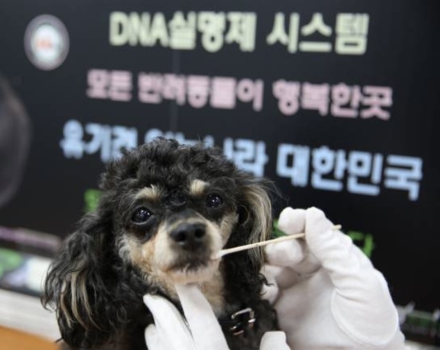 도그코리아는 면봉 하나로 반려견의 구강상피 세포를 채취 후 데이터화 한 정보를 전산에 등록하는 ‘DNA실명제’를 시행하고 있다. (사진=도그코리아 제공)