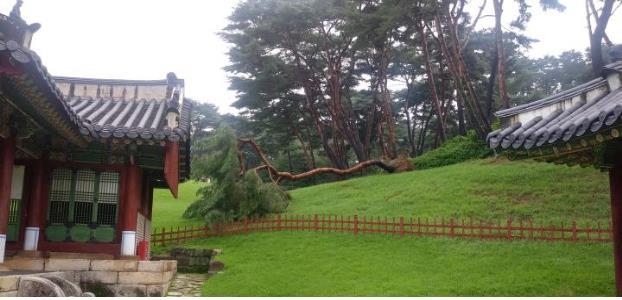 경기 남양주 사릉에서 소나무가 쓰러진 모습. (사진=문화재청 제공/연합뉴스)