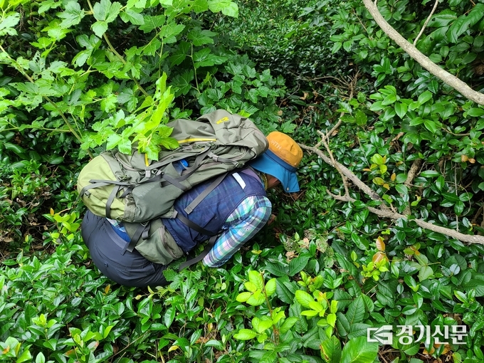 이동혁 연구원이 덩굴옻나무 자생지를 발견했다. (사진=국립수목원 제공)