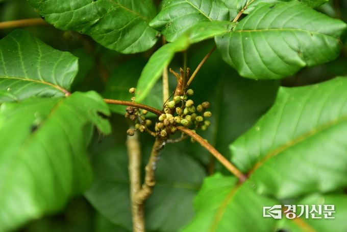 덩굴옻나무. (사진=국립수목원 제공)